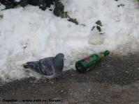 Imagine atasata: Dupa Revelion - 2015.01.01 - 57.jpg